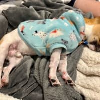 Photo of Chip