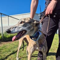 Photo of Penny (66826)