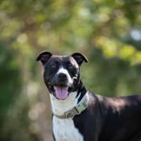 Photo of Tyson