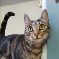 Photo of Ranger