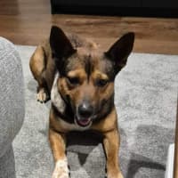 Photo of Ash   3 Year Old Kelpie X (Trial)