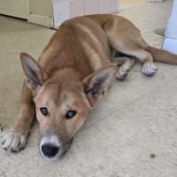 Photo of Red