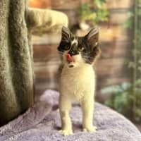 Photo of Moolissa   Located In Templestowe 