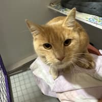 Photo of Ginger Meggs