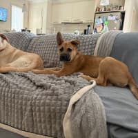 Photo of Taupe