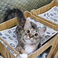 Photo of Fluffy