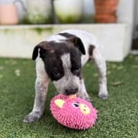 Photo of Bella