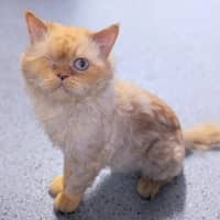 Photo of Sammy