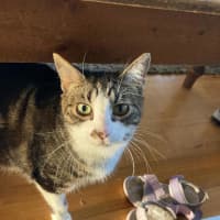 Photo of Boots