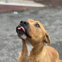 Photo of Beef Supreme