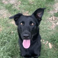 Photo of Akela