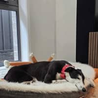Photo of Betsy, The Cat Friendly Greyhound