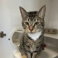 Photo of Tabby
