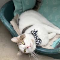 Photo of Professor Meow