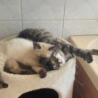 Photo of Dennis   In Foster Care In Greensborough