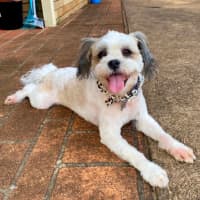 Photo of Toby 🐶🐾💙. Assisted Rehome 