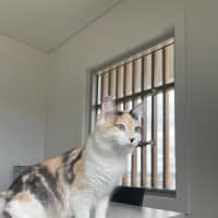 Photo of Cinnamon