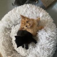 Photo of Kronk   Located In Ashwood