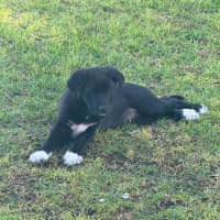 Photo of Oreo