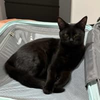 Photo of Pip & Squeak   In Foster In Preston 