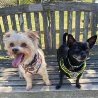 Photo of Milo & Angel