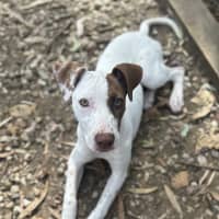 Photo of Daisy (Ex Fava)