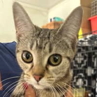 Photo of Luna & Jinx 