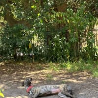 Photo of Bonnie, The Greyhound