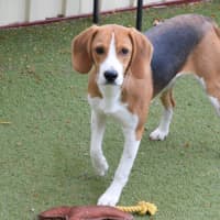 Photo of Bandit