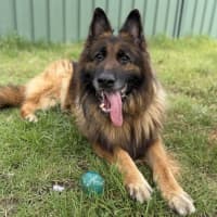 Photo of Aslan Imp 3187