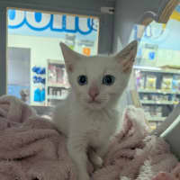 Photo of Chicken Loaf