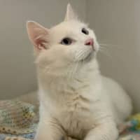 Photo of Ghostie