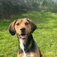 Photo of Boxer
