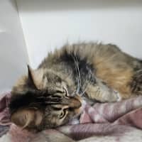 Photo of Clover