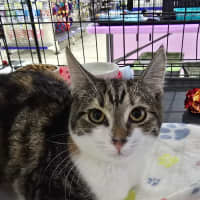 Photo of Whisper