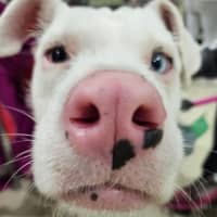 Photo of Coconut Slice