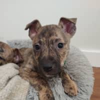 Photo of Collar Green