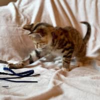 Photo of Cupcake   In Foster Care In Fitzroy North