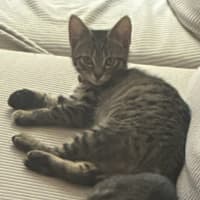 Photo of Connie ** 2nd Chance Cat Rescue **