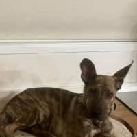 Photo of Tank (8872)