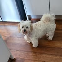Photo of Rolly   8 Year Old Maltese X