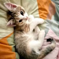 Photo of Kit Kat