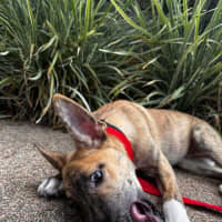 Photo of Pip