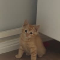Photo of Beau 