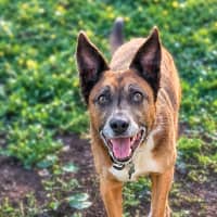 Photo of Bear 