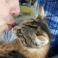 Photo of Vi **2nd Chance Cat Rescue**