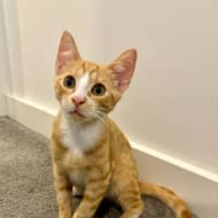 Photo of Teddy