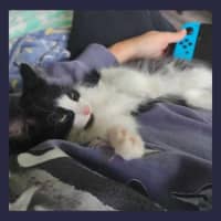 Photo of Sylvester 