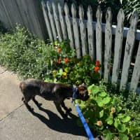 Photo of Alice   4 Month Old American Staffy X (Trial)