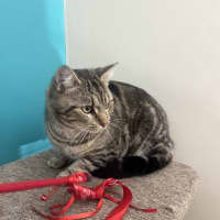 Photo of Kandos Now At Thornton Pet Quarters